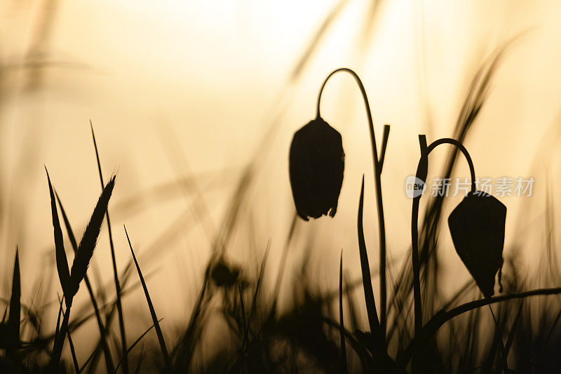 蛇头贝母(Fritillaria meleagris)在一个美丽的春天夕阳草场上